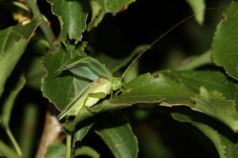 アオマツムシ（写真協力：中村忠昌）