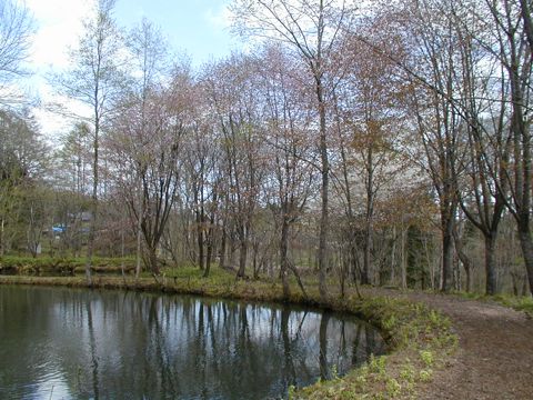 弥生池。畔にはヤマザクラの並木。