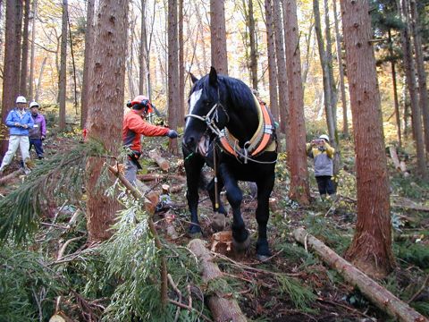 馬搬の実演