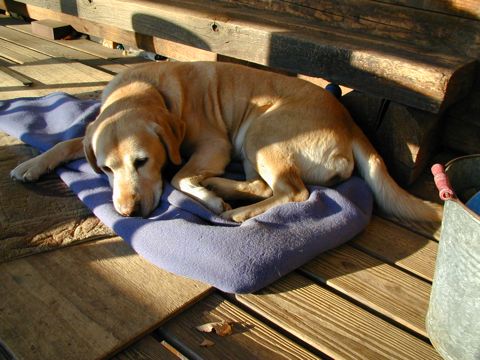 愛犬トッポ