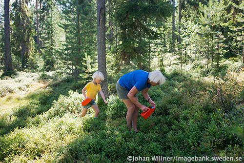 blueberry picking